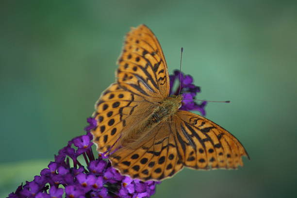 "argynnis paphia", fritillario - argynnis fotografías e imágenes de stock