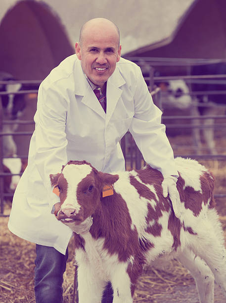 istock veterinary technician taking care of calves 629666394