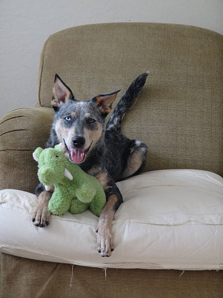 Australian Cattle Dog Mix with mammoth stuffed toy on couch stock photo