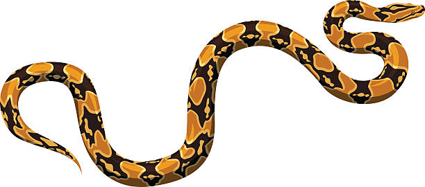 vector python vector python morelia stock illustrations