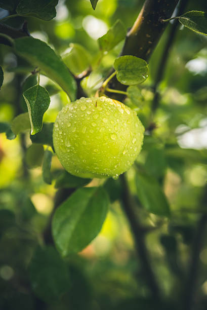 Image of an apple after the rain. Portrait orientation.