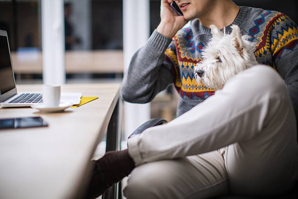 Man working in office and holding his cute dog Man working in office and holding his cute dog west highland white terrier stock pictures, royalty-free photos & images