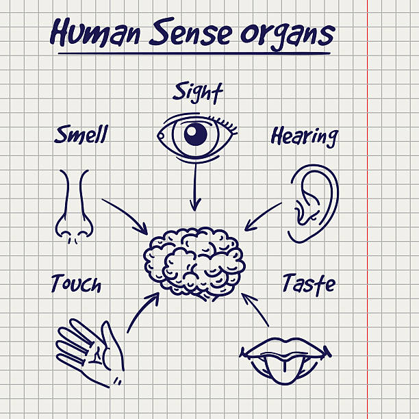 streszczenie szkicu narządów ludzkiego zmysłu - synopsis stock illustrations