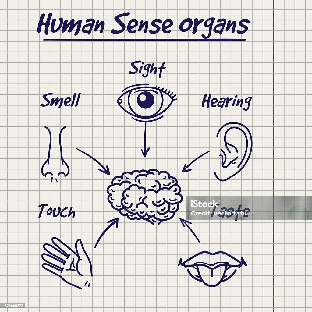 Synopsis of human sense organs sketch Synopsis of human sense organs on notebook page background. Vector illustration Eye stock vector