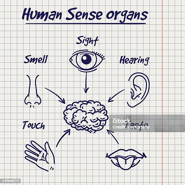 Synopsis Of Human Sense Organs Sketch Stock Illustration - Download Image Now - Eye, Drawing - Activity, Doodle