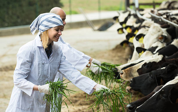 istock Farm employees in livestock barn 629668330