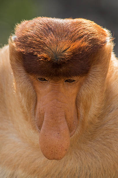 istock Portrait of fabulous long-nosed monkey 629668598