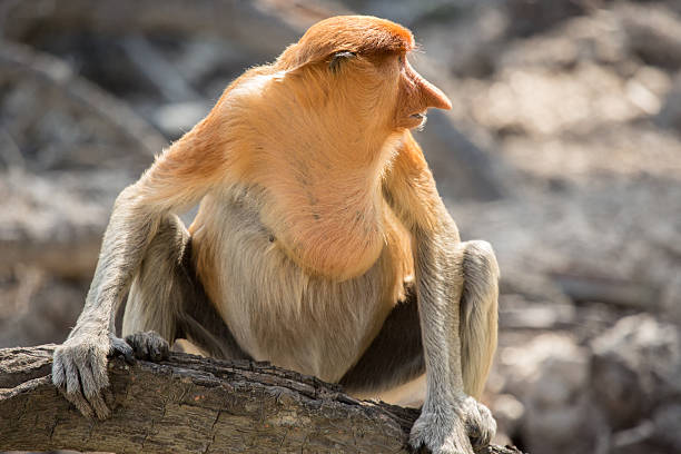 istock Portrait of fabulous long-nosed monkey 629668660