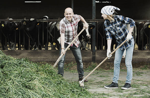 istock Employees working in livestock barn 629668674