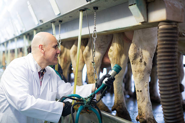 istock Employee with cow milking machines 629668692