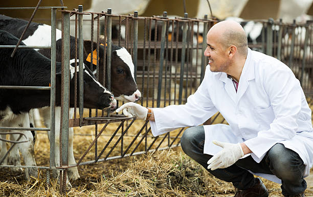 istock Employee nursing cattle in cowhouse 629668710