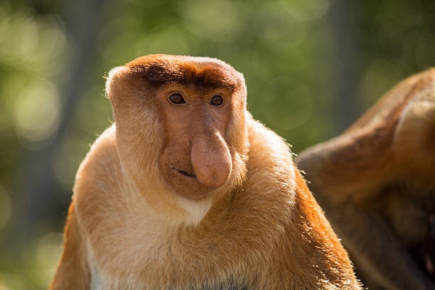 istock Portrait of fabulous long-nosed monkey 629675286