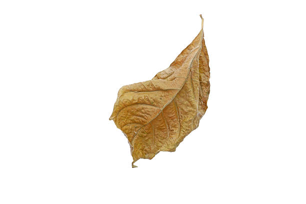 istock Dry leaves on white background 629675824