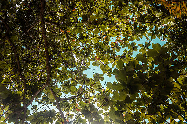 Perspective view of Looking up from the bellows of a deciduous forest. Into the canopy of trees inside a tropical jungle.