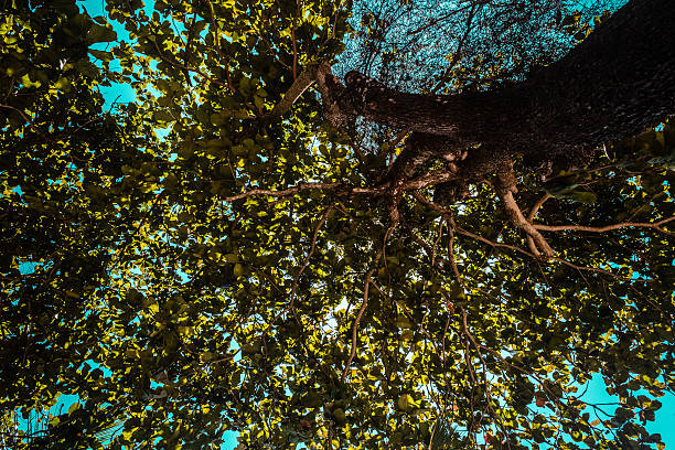 Photo of Tropical Tree at Beautiful Island (Ilhabela) in San Paulo (Sao Paulo), Brazil (Brasil)