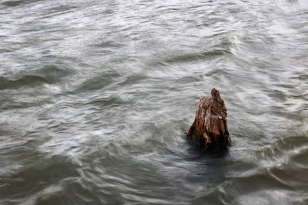 istock Lonely Stump in rough water 629677124