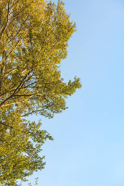 cime du peuplier. - poplar tree treetop forest tree photos et images de collection