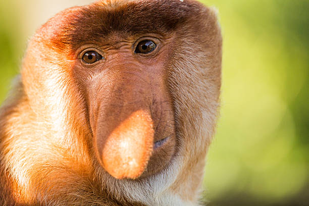 istock Portrait of fabulous long-nosed monkey 629677760