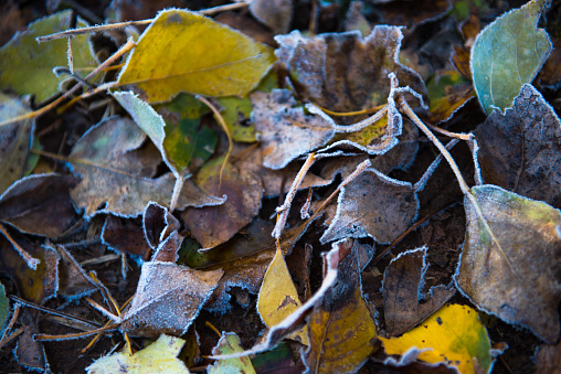 Fallen leaves after the frost.