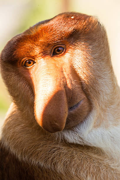 istock Portrait of fabulous long-nosed monkey 629677932