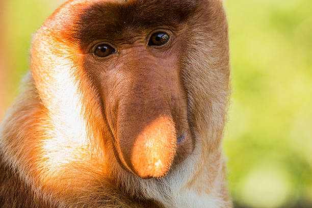 istock Portrait of fabulous long-nosed monkey 629678012