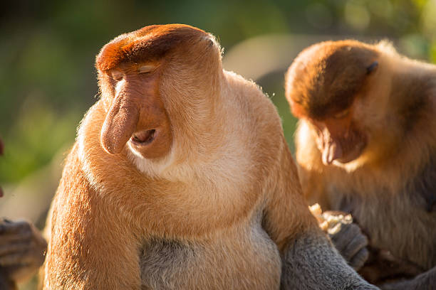 istock Portrait of fabulous long-nosed monkey 629678470