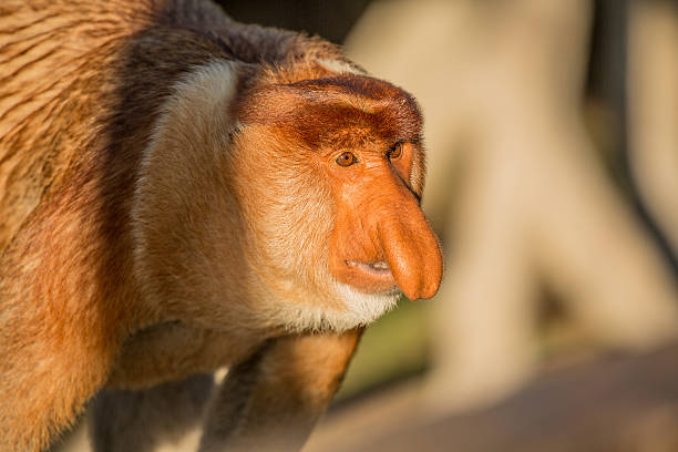 istock Portrait of fabulous long-nosed monkey 629678570