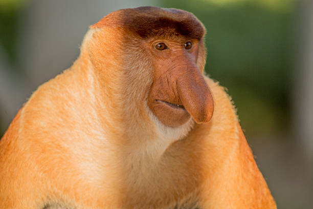istock Portrait of fabulous long-nosed monkey 629678618