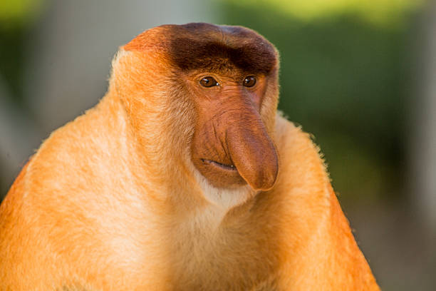 istock Portrait of fabulous long-nosed monkey 629678674