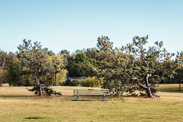 istock Trees at Vanier Park in Vancouver, Canada 629678828
