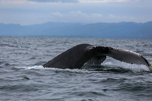 istock Humpback whale tail in Samana, Dominican republic 629679122