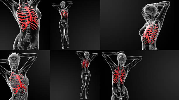 istock 3D rendering illustration of the ribcage bone 629679206