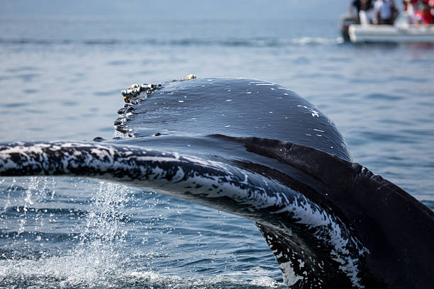 istock Humpback whale tail in Samana, Dominican republic 629679336