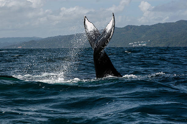 istock Humpback whale tail in Samana, Dominican republic 629679480