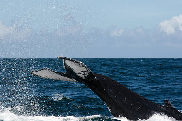 istock Humpback whale tail in Samana, Dominican republic 629679514