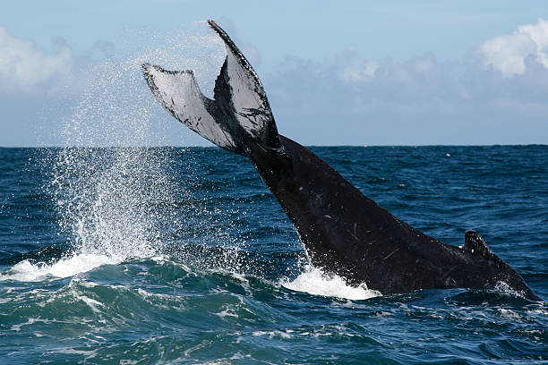 istock Humpback whale tail in Samana, Dominican republic 629679532