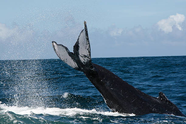 istock Humpback whale tail in Samana, Dominican republic 629679542