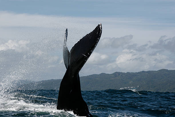 istock Humpback whale tail in Samana, Dominican republic 629679596