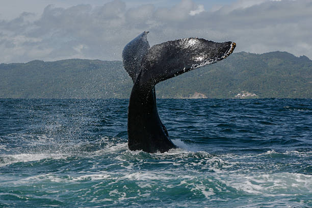 istock Humpback whale tail in Samana, Dominican republic 629679624