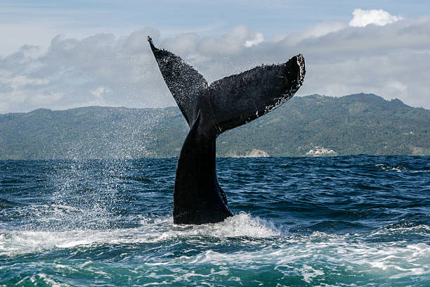 istock Humpback whale tail in Samana, Dominican republic 629679650