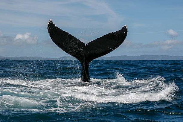 istock Humpback whale tail in Samana, Dominican republic 629679680