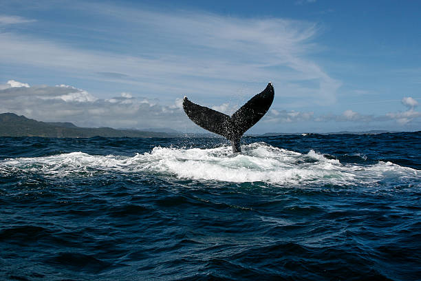 Humpback whale tail in Samana, Dominican republic