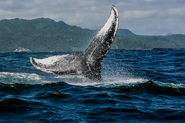 istock Humpback whale tail in Samana, Dominican republic 629679780