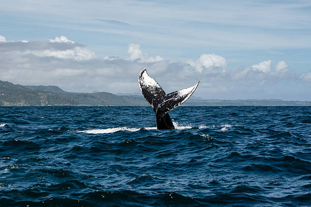 istock Humpback whale tail in Samana, Dominican republic 629679788