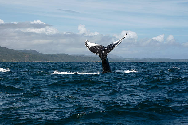 istock Humpback whale tail in Samana, Dominican republic 629679802