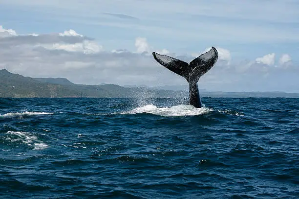 Humpback whale tail in Samana, Dominican republic