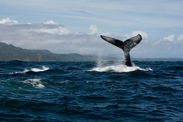 istock Humpback whale tail in Samana, Dominican republic 629679852