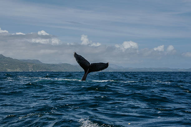 istock Humpback whale tail in Samana, Dominican republic 629679864