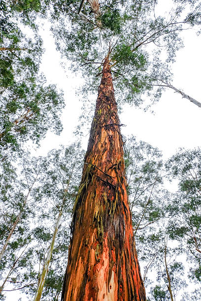 istock Trunk of huge pine trees 629680006