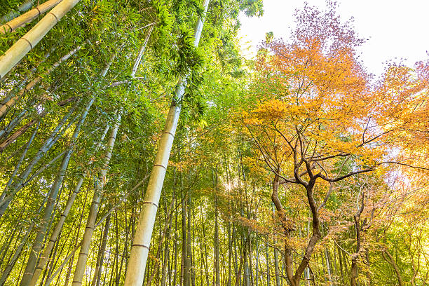 istock Autumn leaves and bamboo groves 629681020